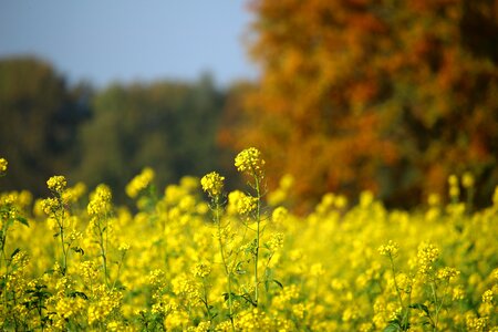 Fall foliage indian summer field