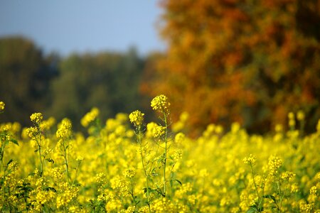 Fall foliage indian summer field photo