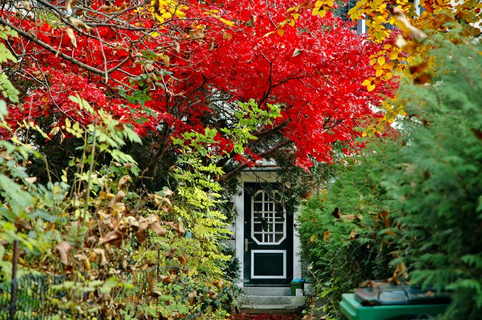 Autumn door autumn colours