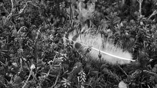 Pen in the grass feather