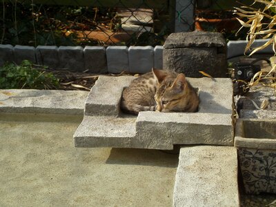 Sweet mieze cute cat