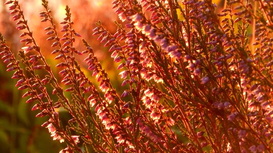 Heather ericaceae flowers