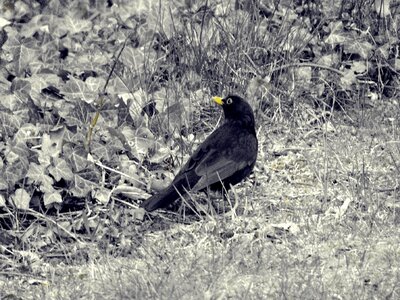 Black black bird nature