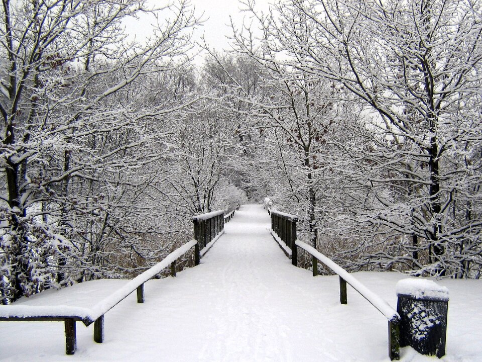 Winter dream snowy winter forest photo