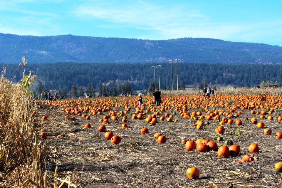 Farm agriculture autumn photo