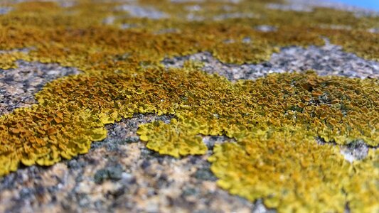 Yellow orange moss