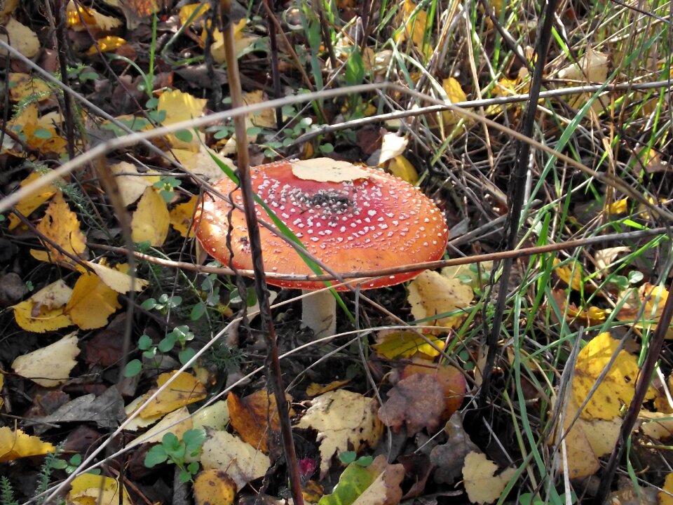 Mushroom nature green