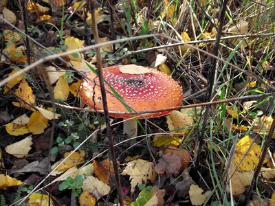 Mushroom nature green
