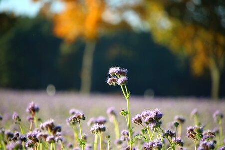 Phacelia bee friend landscape photo