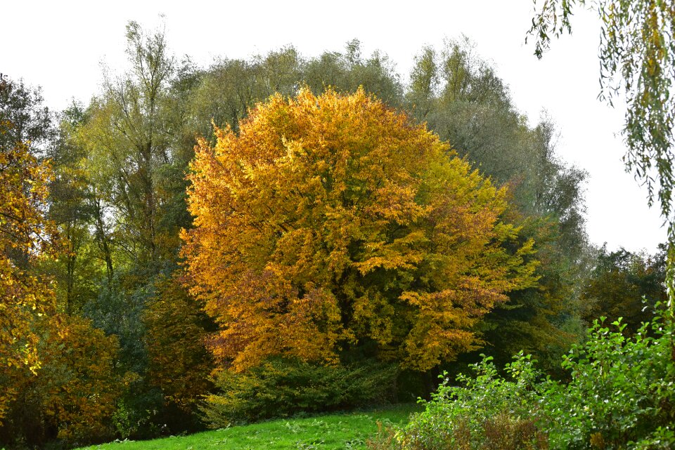 Autumn colours yellow leaves