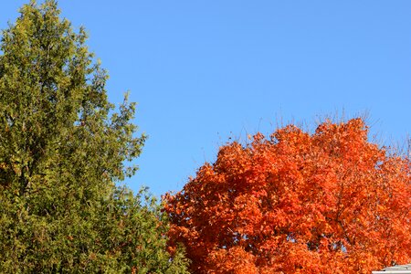 Sky blue leaves photo