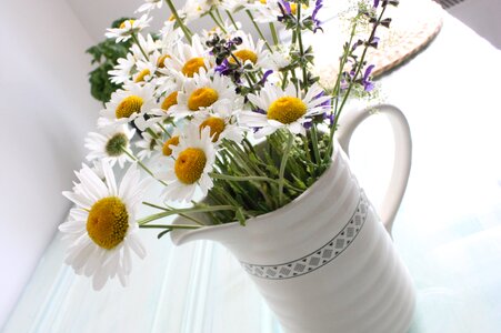 Bloom white flower white