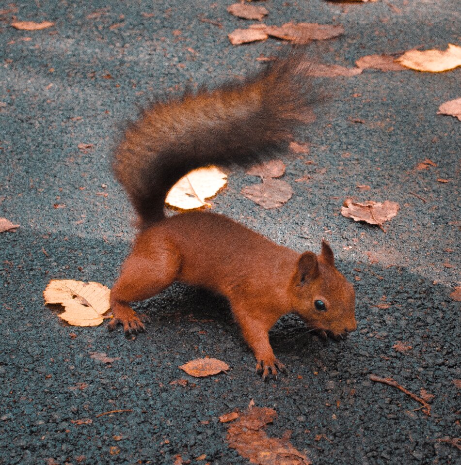 In the park animals rodent