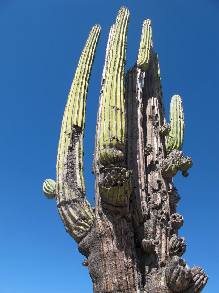 Desert landscape mexican nature