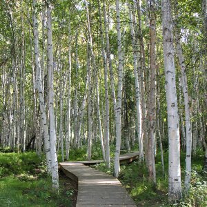 Path trail birch photo