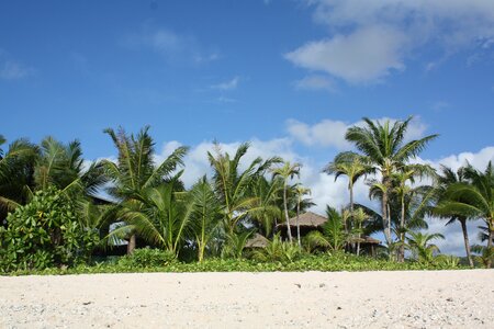 Landscape palm tree beach