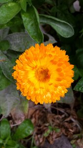 Yellow blossom herbal