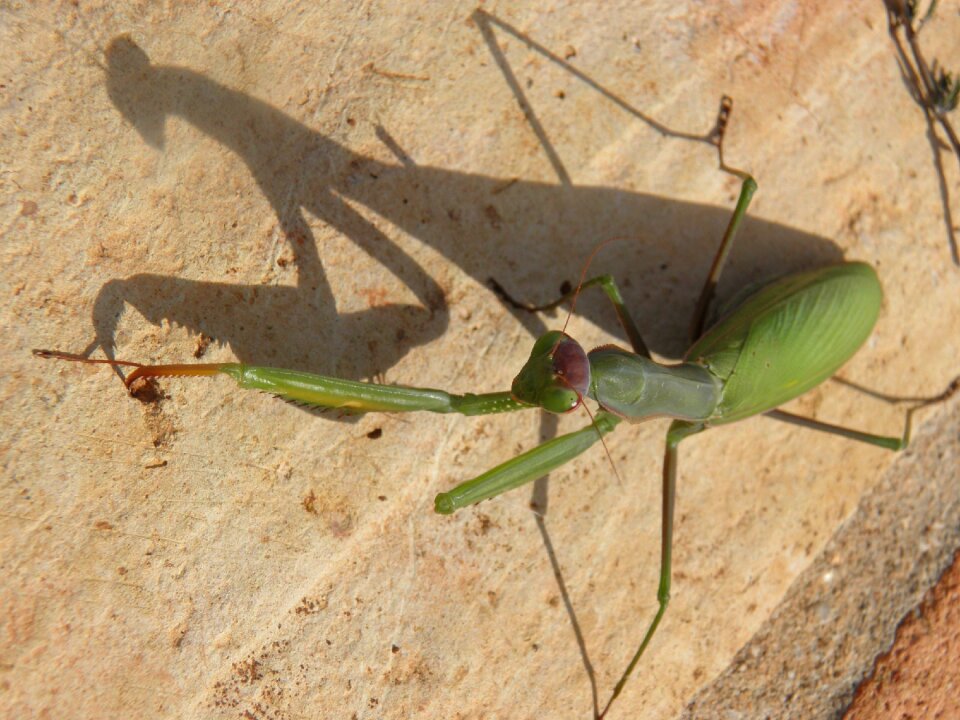 Bug predator green