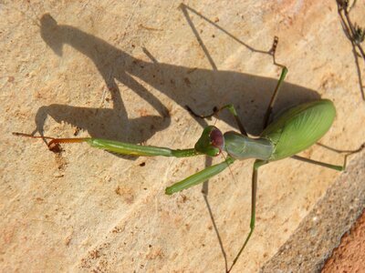 Bug predator green