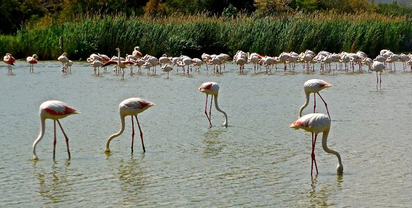 Wild wildlife exotic