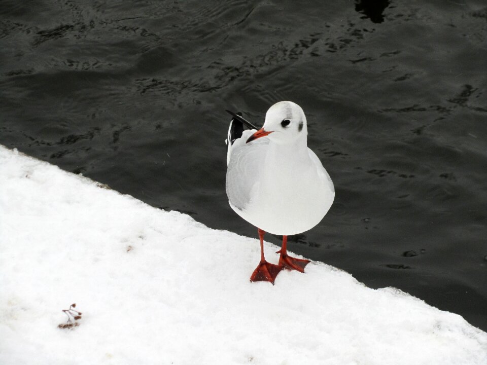 Water gull nature