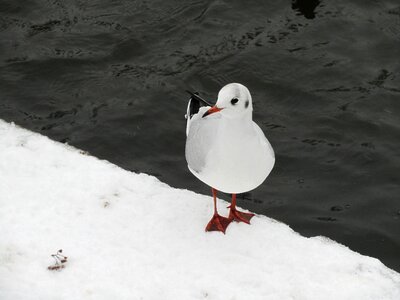 Water gull nature