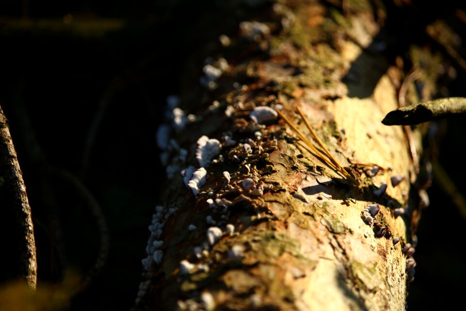 Mushroom bark tree photo