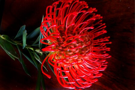 Flower bloom color