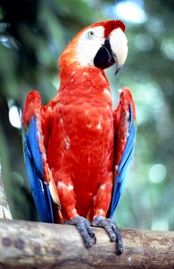 Colorful parrots brazil photo