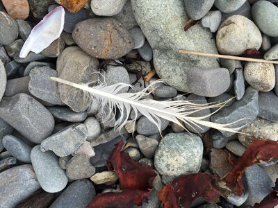 Shore stone shell photo