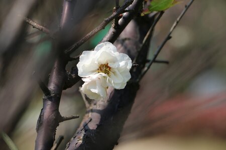Plant spring white petals