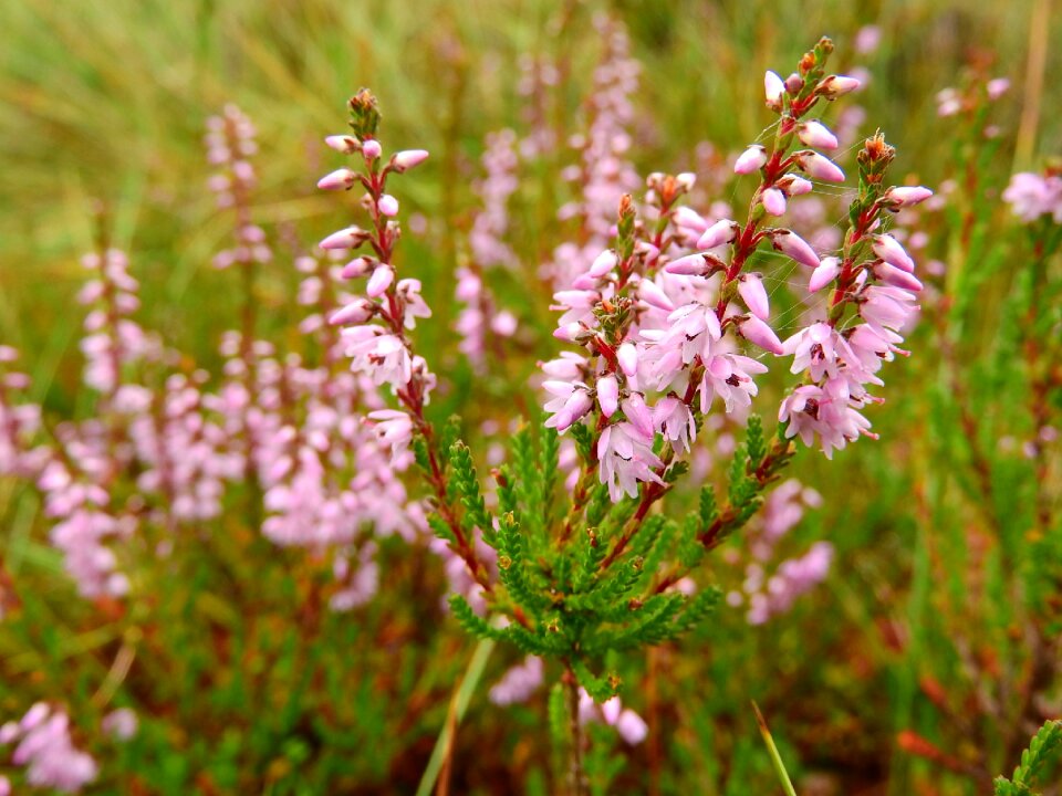 Peat-bog detail flowers