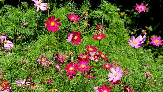 Garden magenta plants of the cosmos
