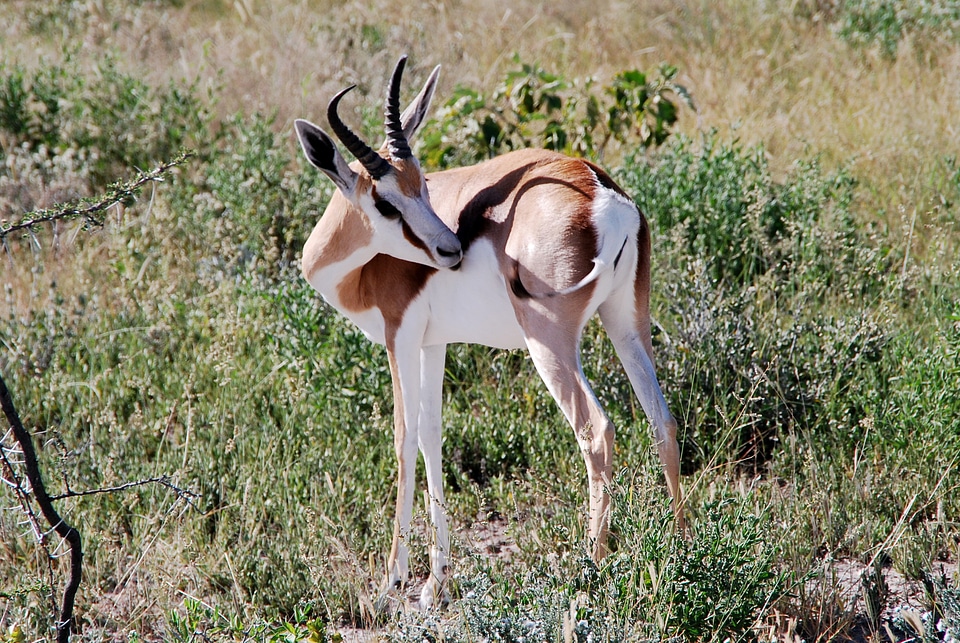 Animals safari etosha