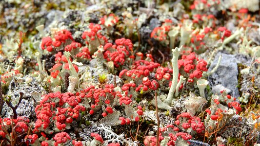 Tundra sweden mountains
