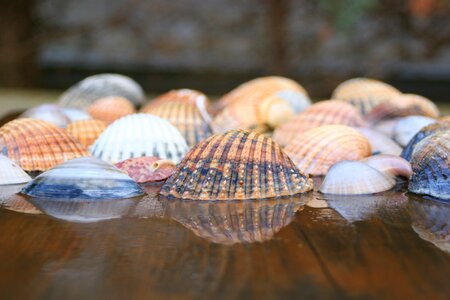 Nature sea shell seashell photo