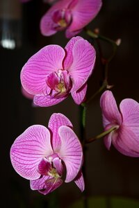 Blossom color purple