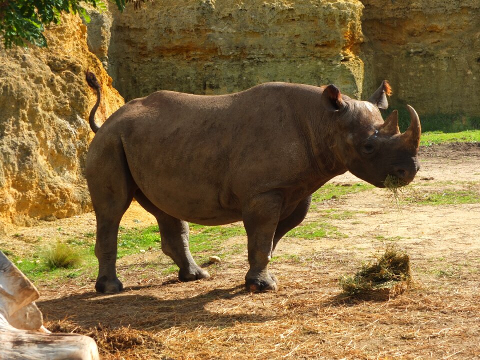 Rhinoceros black rhinoceros africa