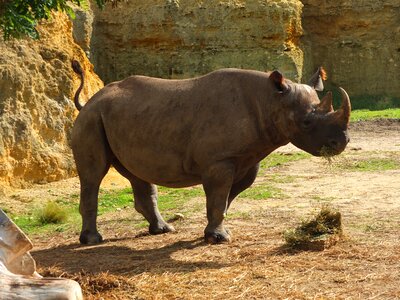 Rhinoceros black rhinoceros africa