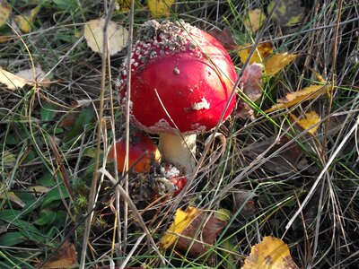 Mushroom nature green