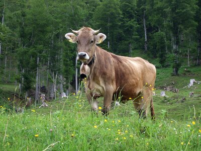 Alp green cow