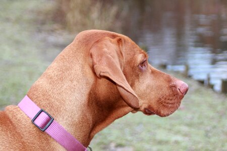 Hungarian vizsla animal staring