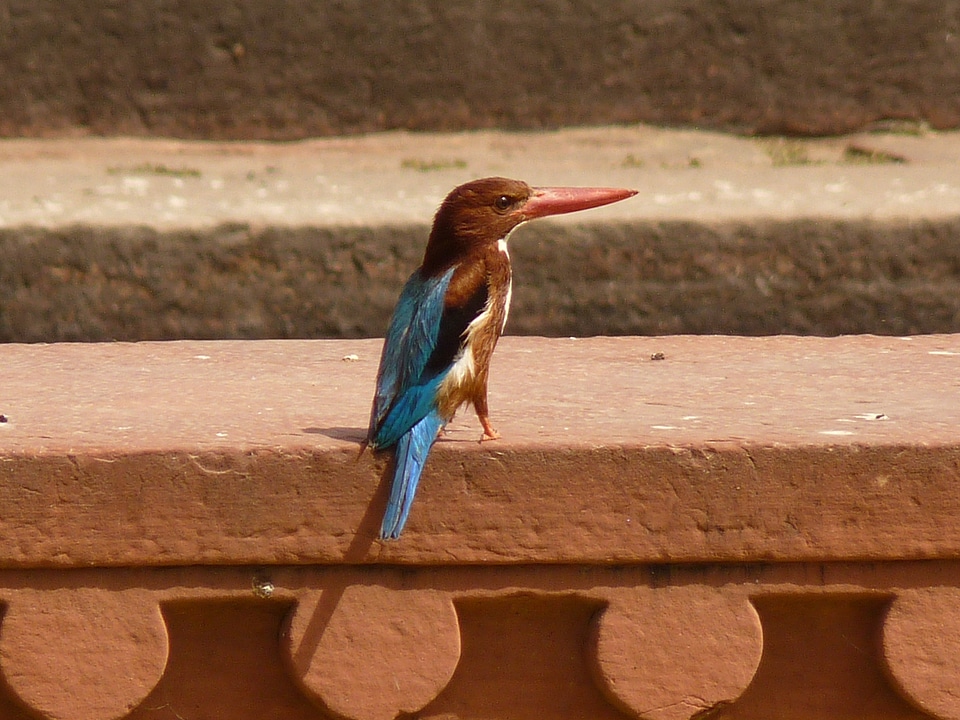 Kingfisher india Free photos