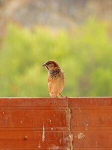 Sparrow billet background