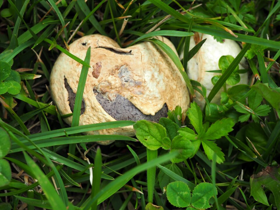 Mushroom plant nature