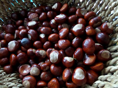Autumn basket seeds