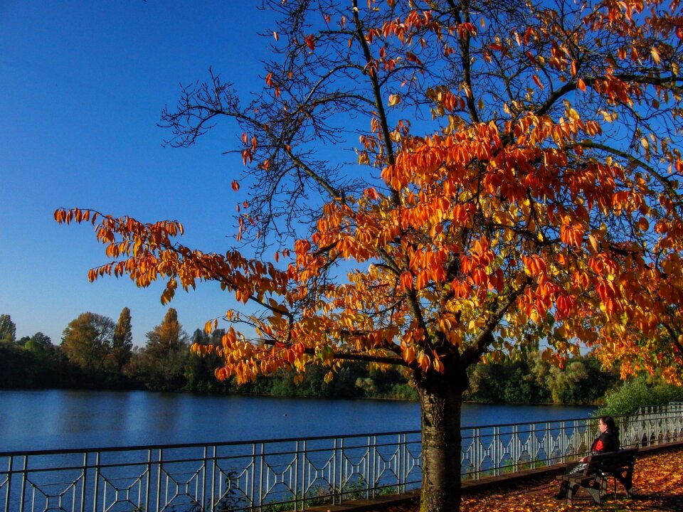 Fall color fall foliage relaxation