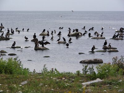 Water bird sea coast