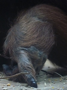 Gorilla animal mammal