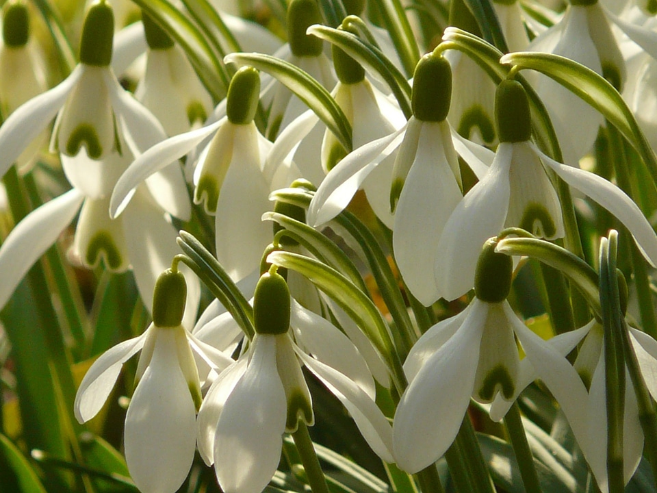 Blossom bloom bloom